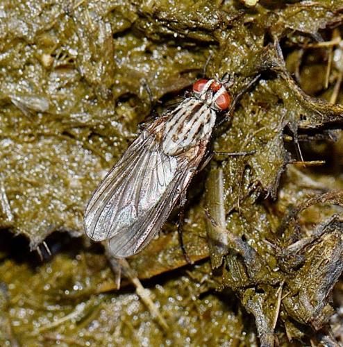 Hylemya vagans